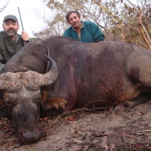 Central African Savannah Buffalo hunted in Central Africa with Club Faune