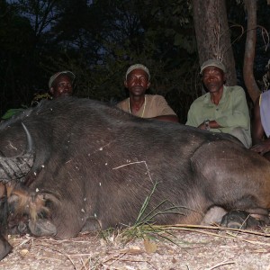 Central African Savannah Buffalo hunted in Central Africa with Club Faune