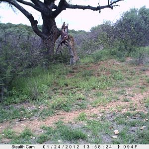 Leopard Namibia