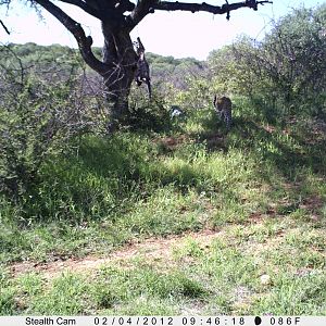 Leopard Namibia