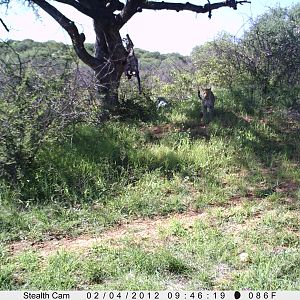 Leopard Namibia