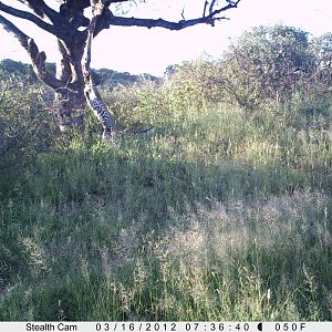 Leopard Namibia