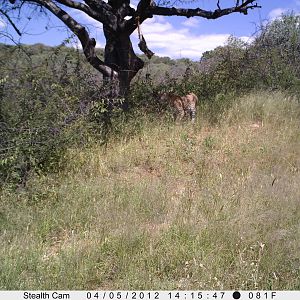 Leopard Namibia