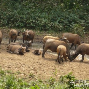 Buffalo CAR 2011