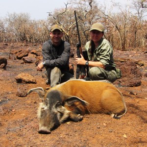 Red River Hog hunted in CAR