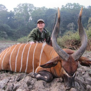 Bongo hunted in CAR