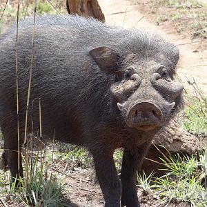 Giant Forest Hog in CAR