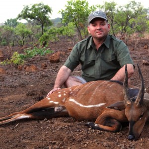 Harnessed bushbuck