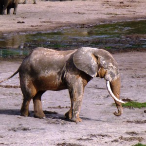 Forest Elephant in CAR