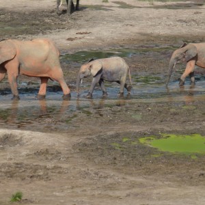 Forest Elephants in CAR