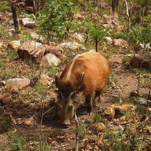 Red River Hog