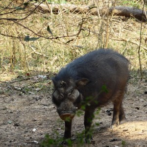 Giant Forest Hog