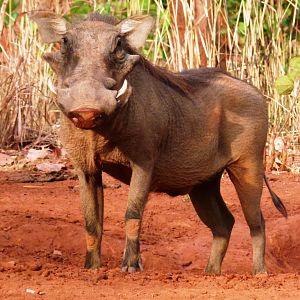 Warthog