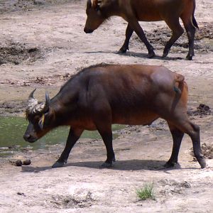 Buffalo Central Africa