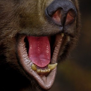 Bear Taxidermy