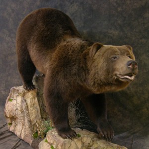 Bear Taxidermy