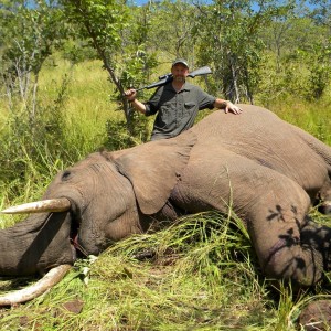 Elephant, Omay North Concession, Zimbabwe