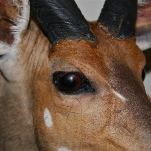 Bushbuck eye ear base