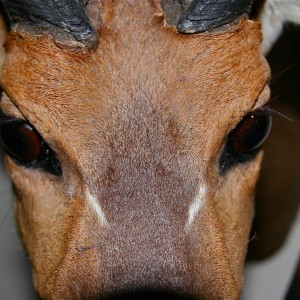Bushbuck face