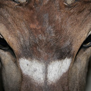 Nyala forehead