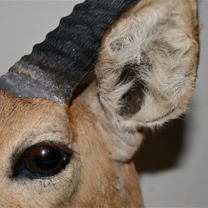 Reedbuck ear eye base