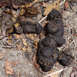 Giant Forest Hog latrines