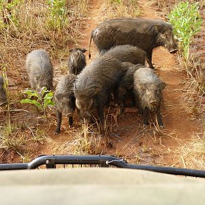 Giant Forest Hog in CAR