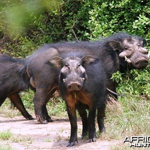 Giant Forest Hog in CAR