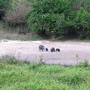 Giant Forest Hog in CAR