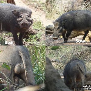 Giant Forest Hog in CAR