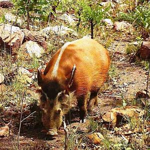 Red River Hog CAR