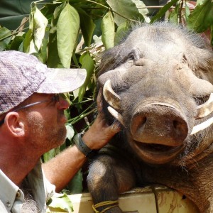 Giant Forest Hog hunted in CAR