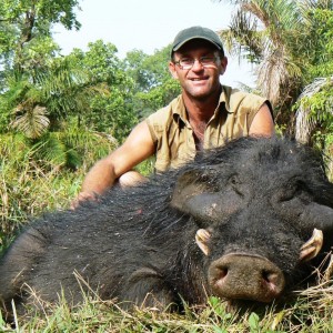 Giant Forest Hog hunted in CAR