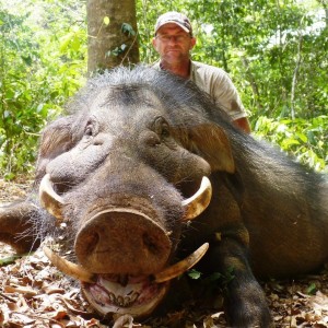 Giant Forest Hog hunted in CAR | AfricaHunting.com