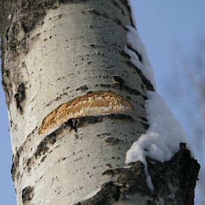 Record Book Poplar