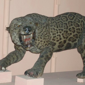 Cuban Leopard Mount