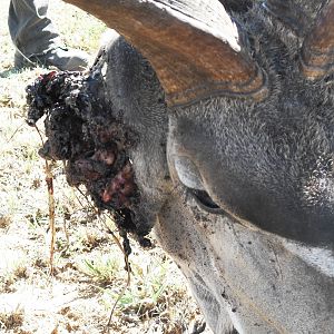 Kudu Parasites 2