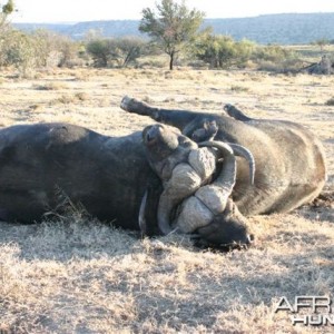 Buffalo fight to the death