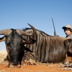 Blue Wildebeest Hartzview 2012