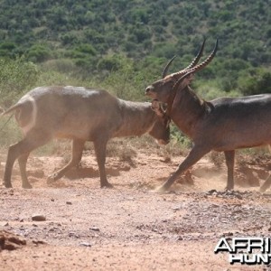 Waterbuck Bulls Fighting