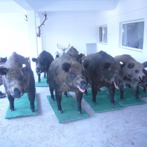 Wild Boar Mount Romania