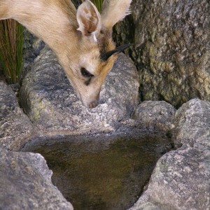 Taxidermy