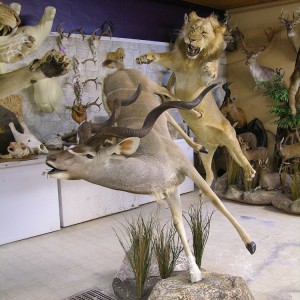 Taxidermy