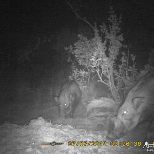 monster bushpig on trailcam