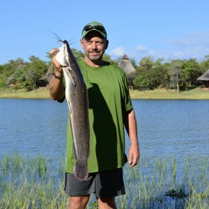 Lake Kariba Catfish