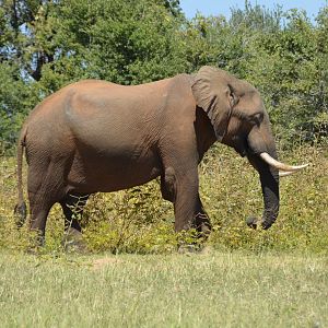 Ele Bull, Omay North, Zimbabwe