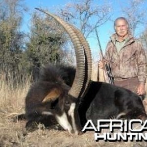 Sable Antelope