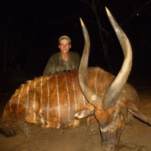 35.5 inch Bongo