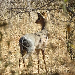 Damara Dik-dik Namibia