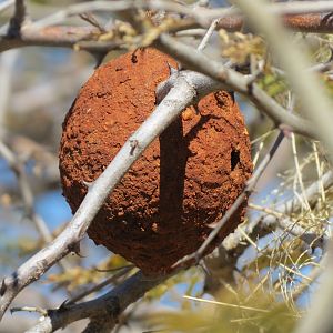 Wasp nest